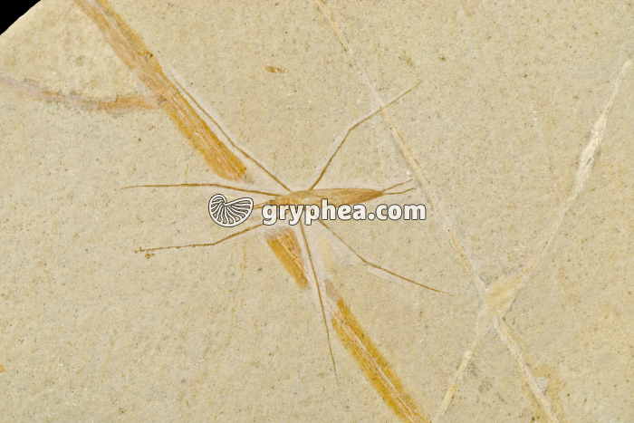 Insecte fossile (25 cm) - gryphea.org